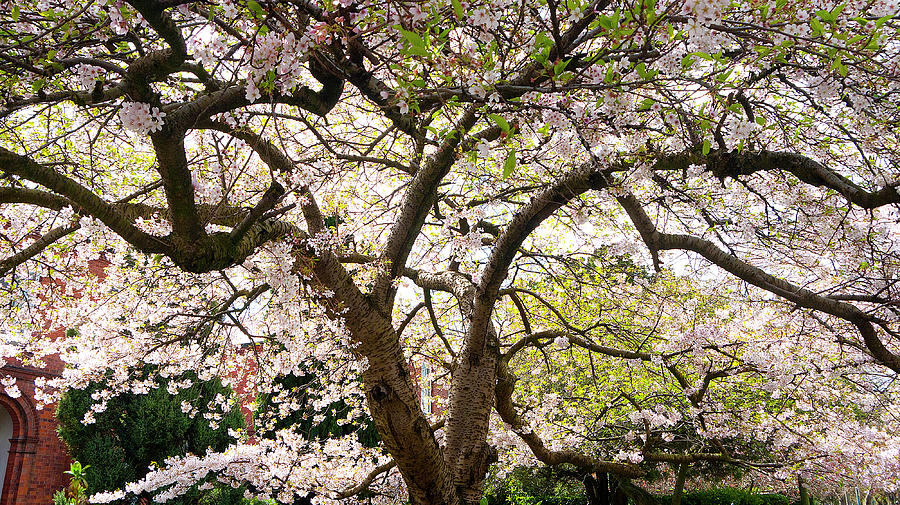 A Cherry Blossom Tree In Full Bloom Photograph by Leverstock
