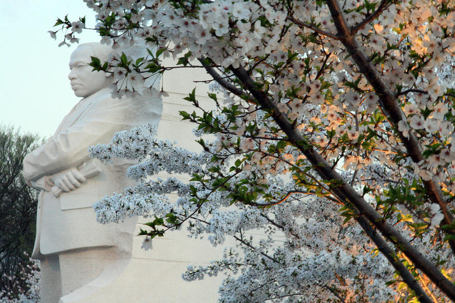 A Cherry Blossomed Martin Luther King Photograph by Cora Wandel