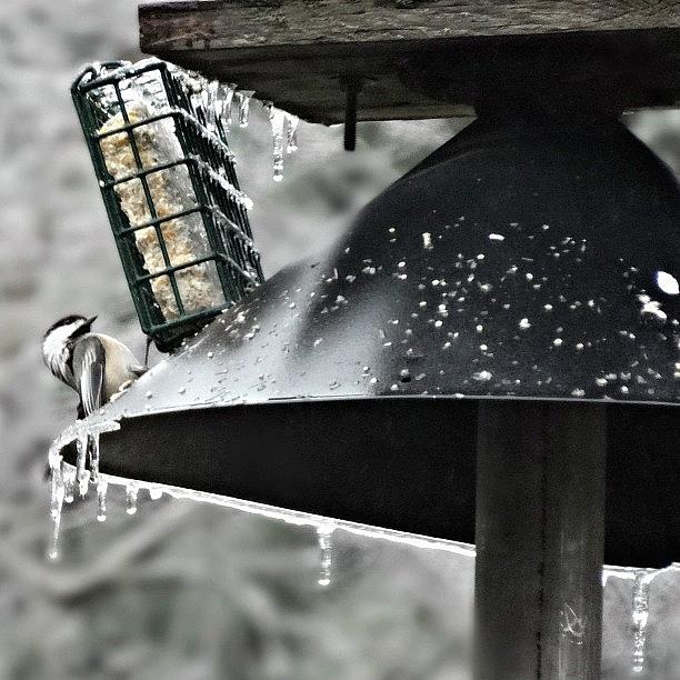 Nature Photograph - A Chickadee Eating Bird Food by Katie Phillips