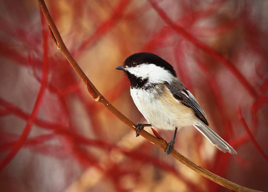 A Chickadee Sits On A Tree Branch With Photograph by Steve Nagy / Design Pics