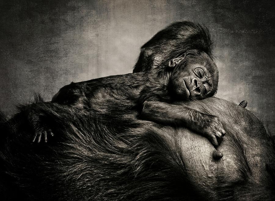 Animal Photograph - A Child Was Born by Antje Wenner-braun