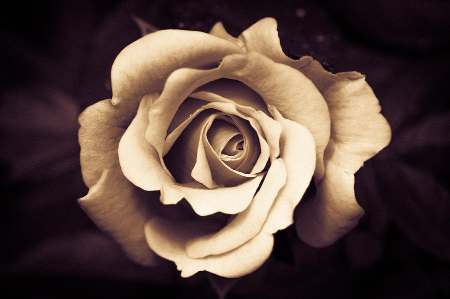 A Chocolate Raspberry Rose Photograph by Wade Brooks