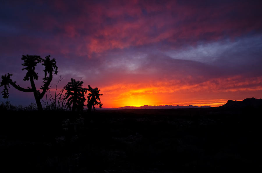 A Cholla Sunset  Photograph by Saija Lehtonen