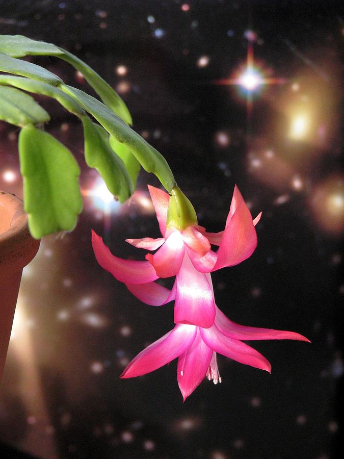 Pink Flowers Photograph - A Christmas Cactus On The Windowsill by Angela Davies