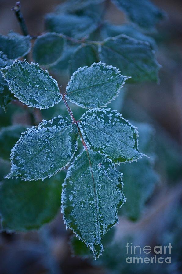 A Christmas Frost Photograph by Maria Urso