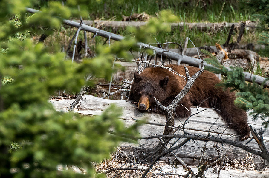 A Cinnamon Bear Nap Photograph by Yeates Photography