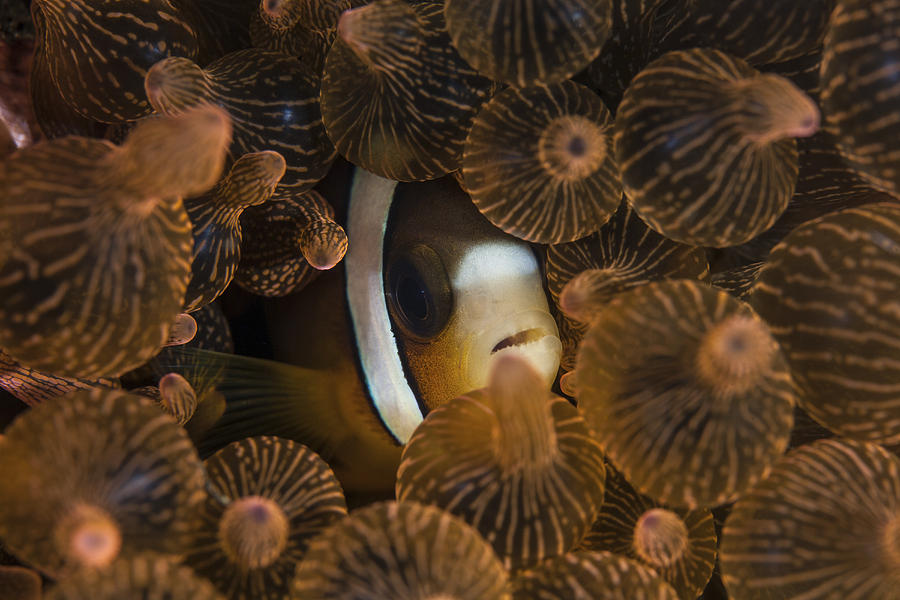 A Clarks Anemonefish Nuggles Photograph by Ethan Daniels