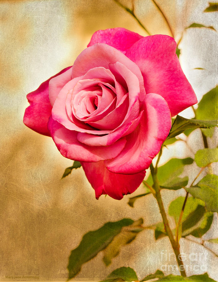 Rose Photograph - A Classic Pink Rose by Mary Jane Armstrong