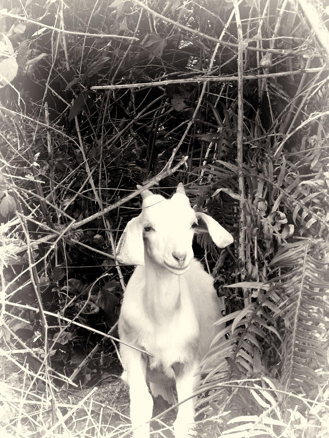 A classy goat Photograph by Cathy Anderson