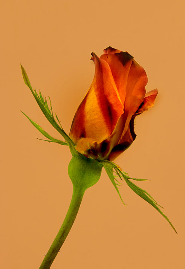 A Classy Rose Photograph by Floyd Hopper