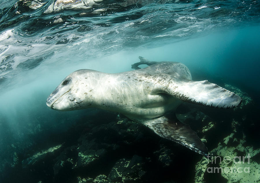 Wildlife Photograph - A Close Encounter With A Leopard Seal by Steve Jones