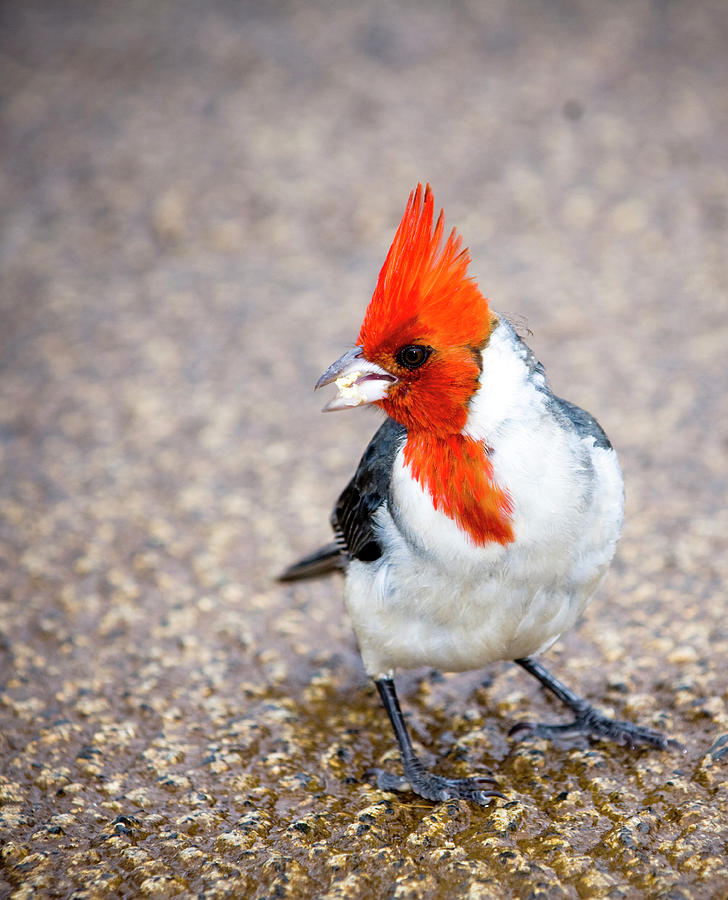 Nature Photograph - A Close Image Of A Red-crested Cardinal by Kevin Steele