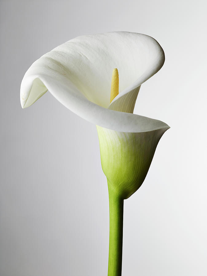 A Close-up Of A Calla Lily, Stamen Photograph by Larry Washburn