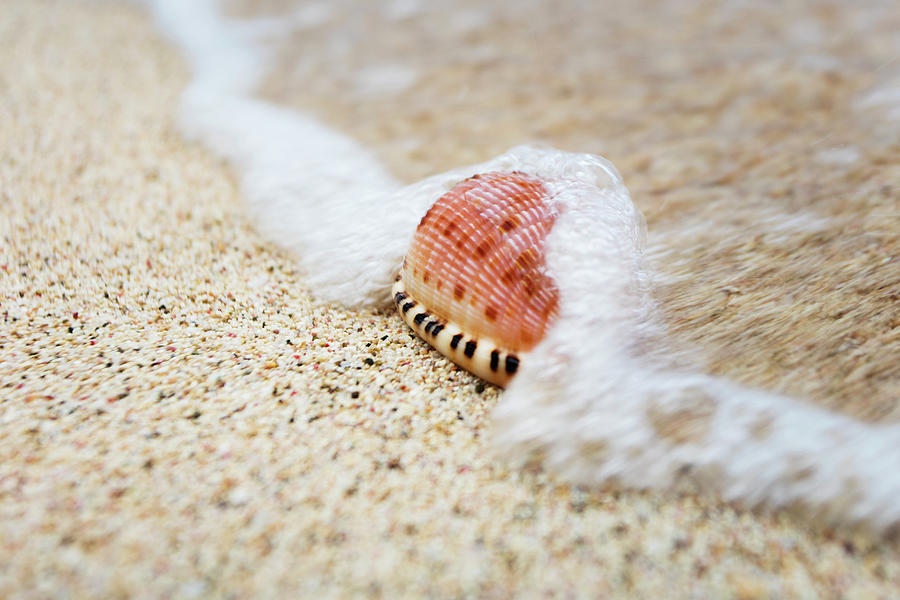 A Close Up Of A Cowry Shell Photograph by Jenna Szerlag