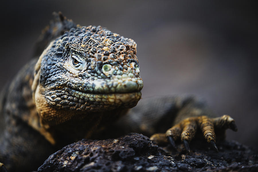 A close-up of a Galapagos land iguana Photograph by Jami Tarris