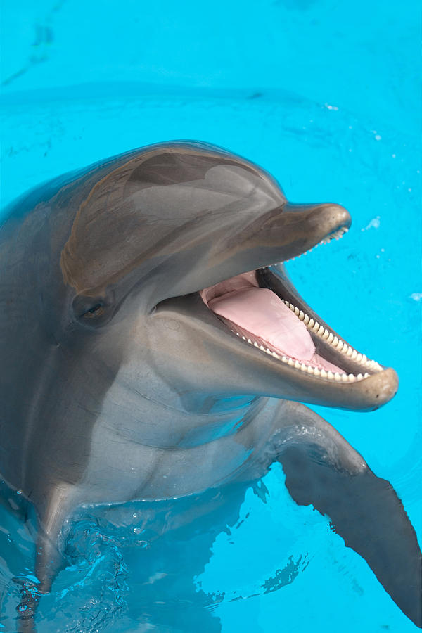 A close-up of a happy dolphin swimming Photograph by To_csa