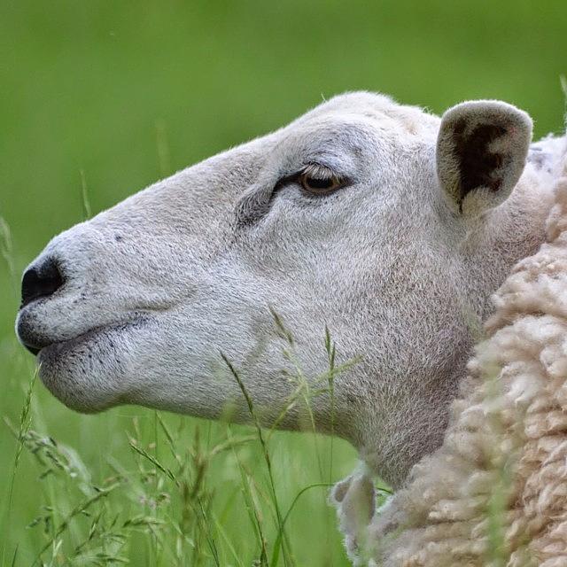 Sheep Photograph - A Close Up Of A Sheep At The Yorkshire by David Cook