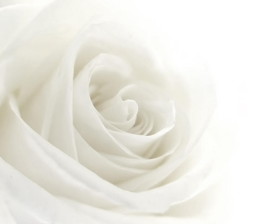 A close-up of a single white rose Photograph by Vidok