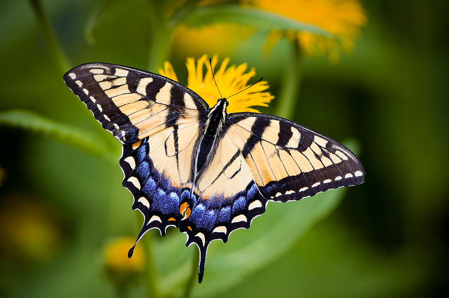 A close-up of a Tiger Swallowtail butterfly on a flower Photograph by OGphoto