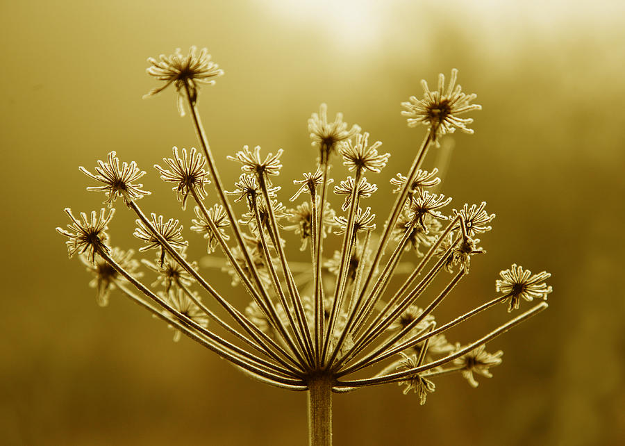 A Close-up shot of a Hogweed seed head Photograph by John Keates