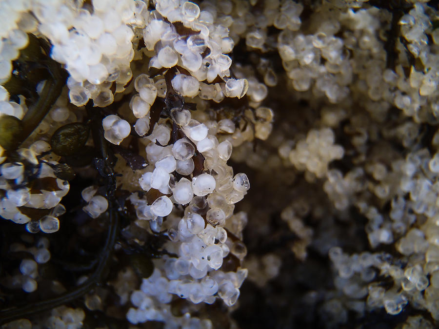 A Closer Look Herring Roe Photograph by Roxy Hurtubise