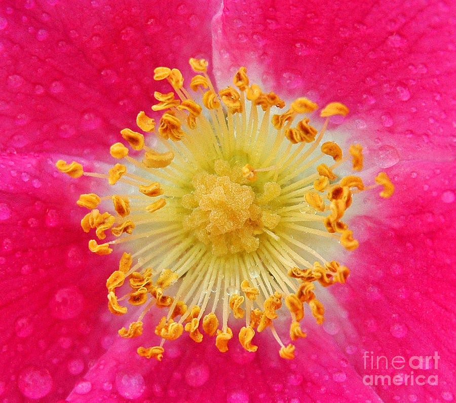 Rose Photograph - A Closer Look by Nick Boren
