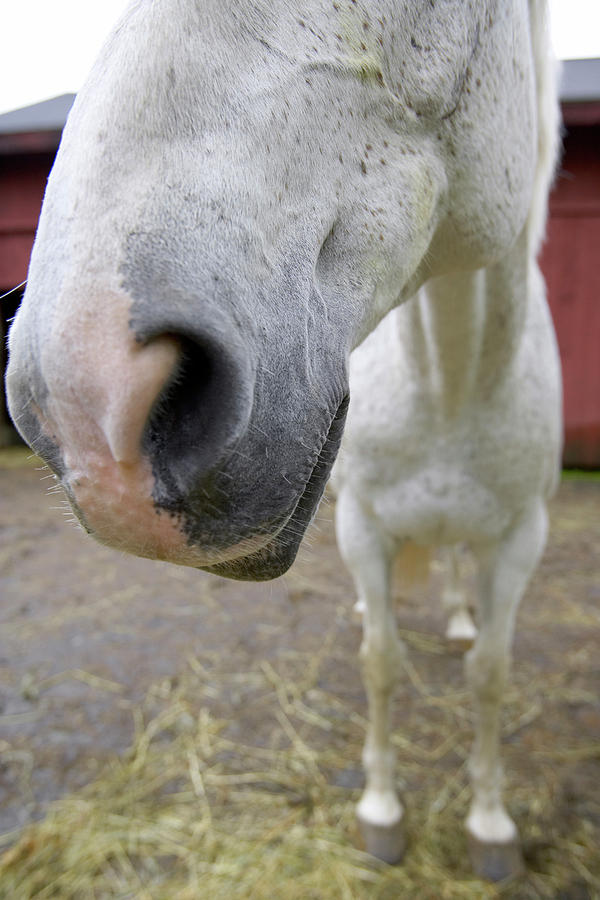 A Closeup Of A Horses Nose Shot Photograph by Tom Hopkins Fine Art