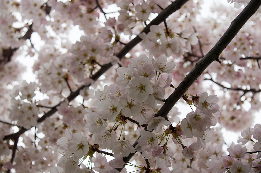 Nature Photograph - A Cloud of Cherry Blossoms by Georgia Mizuleva