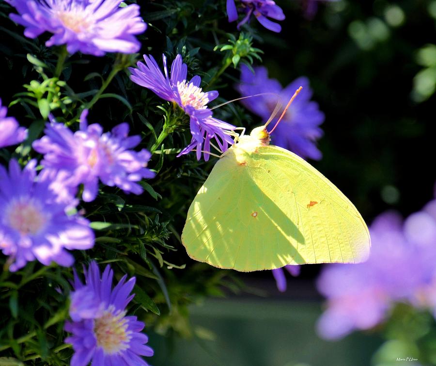 Butterfly Photograph - A Clouded Sulphur on Lavender Mums by Maria Urso