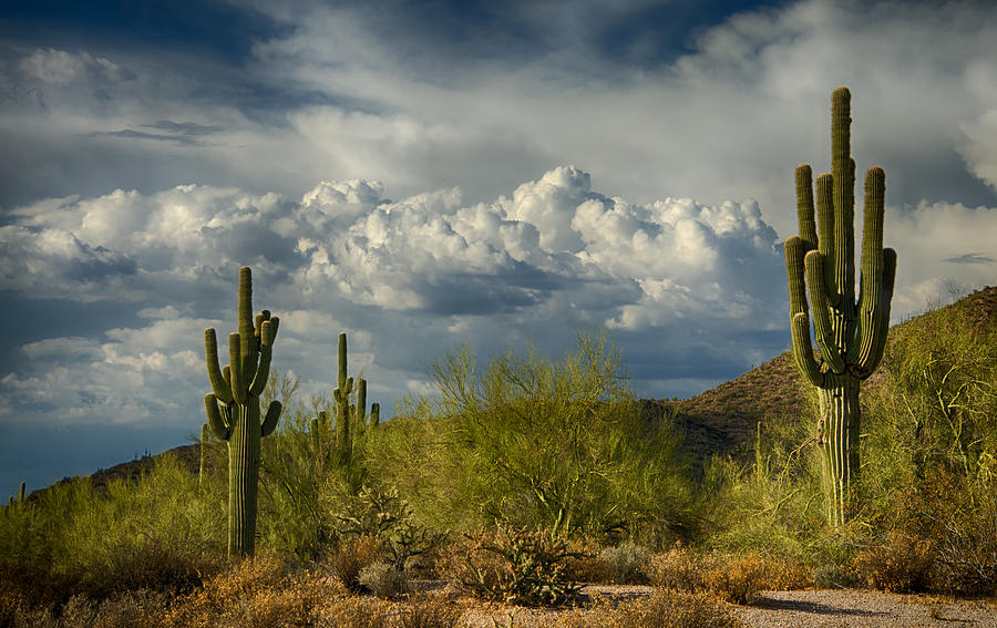 A Cloudy Day in the Desert  Photograph by Saija Lehtonen