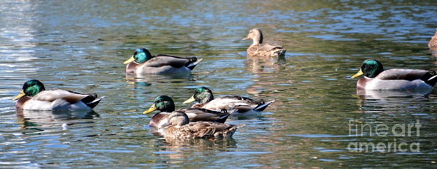 A Cluster Duck Photograph by Lisa Kilby