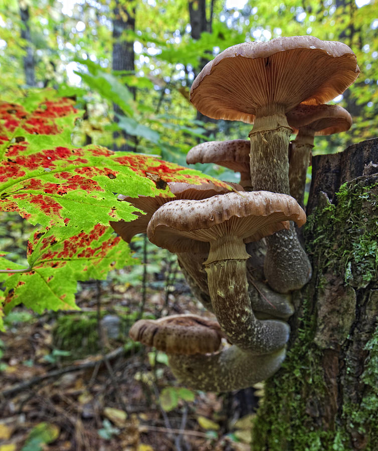 A Cluster Of Mushrooms On A Stump In Photograph by Robert Postma - Pixels