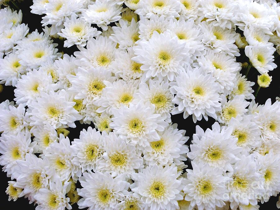 A Cluster of White Chrysanthemums Photograph by Joan-Violet Stretch