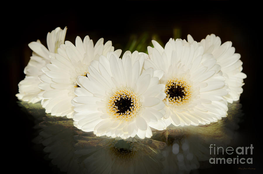 A Cluster of White Gerber Daisies Photograph by Mary Jane Armstrong