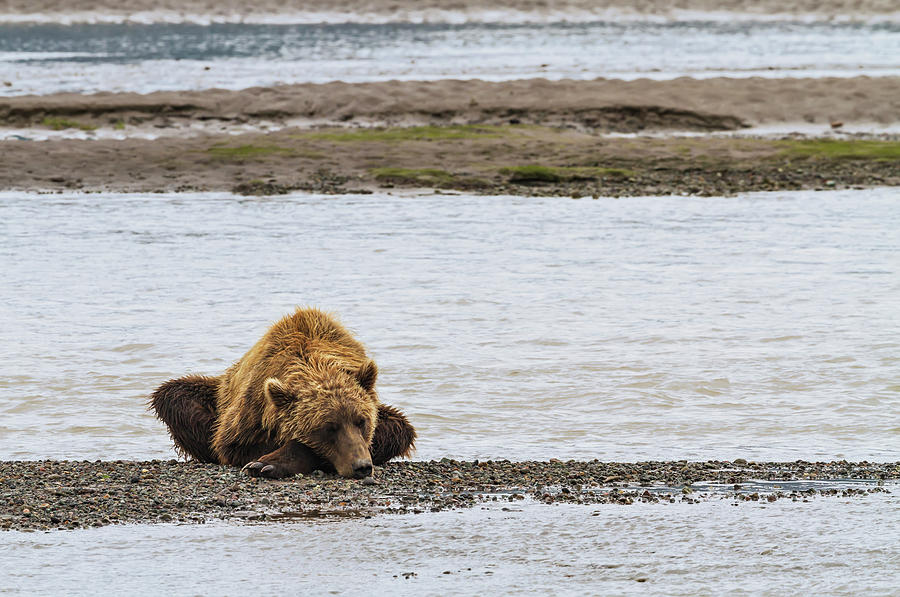 A Coastal Brown Bear Lies On A Small Photograph by John Delapp / Design Pics