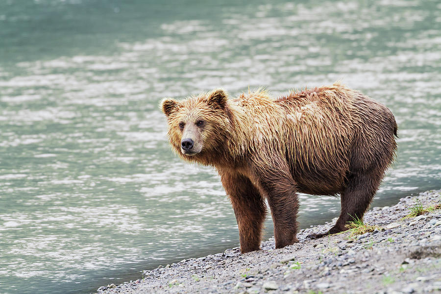 A Coastal Brown Bear Sow Stands On A Photograph by John Delapp / Design Pics