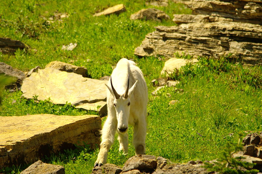 Glacier National Park Photograph - A Goat coming down the trail by Jeff Swan