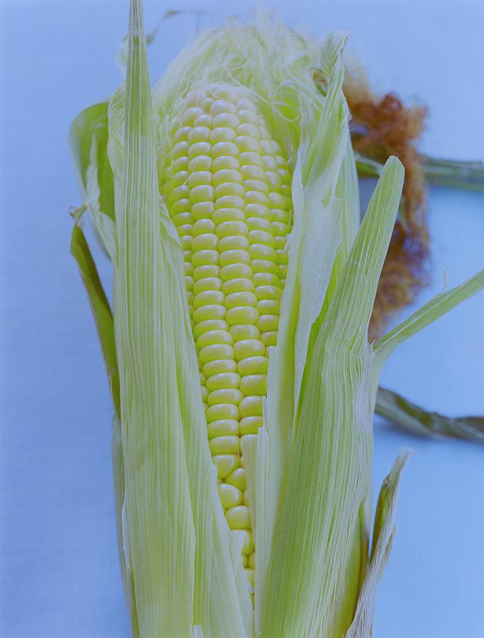 A Cob Of Corn Photograph by Romulo Yanes A Cob Of Corn Photograph by Romulo Yanes