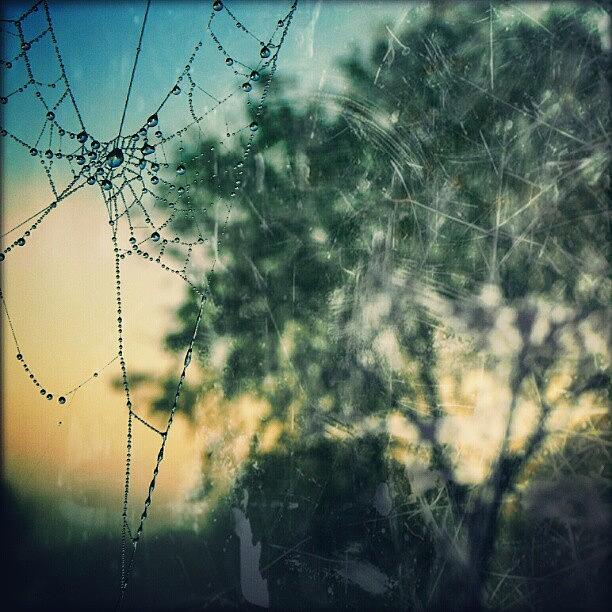 Nature Photograph - A cobweb morning by Linandara Linandara