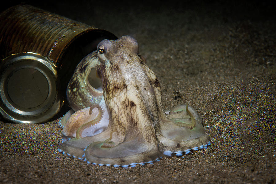 A Coconut Octopus Posing At The Open Photograph by Brook Peterson