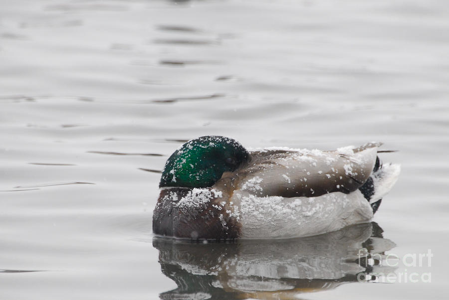 Duck Photograph - A cold January Morning by Robert Smice
