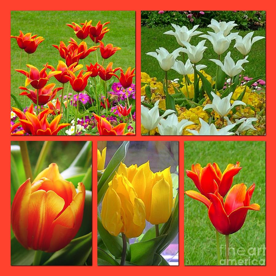 A Collage of Aspiring Tulips Photograph by Joan-Violet Stretch