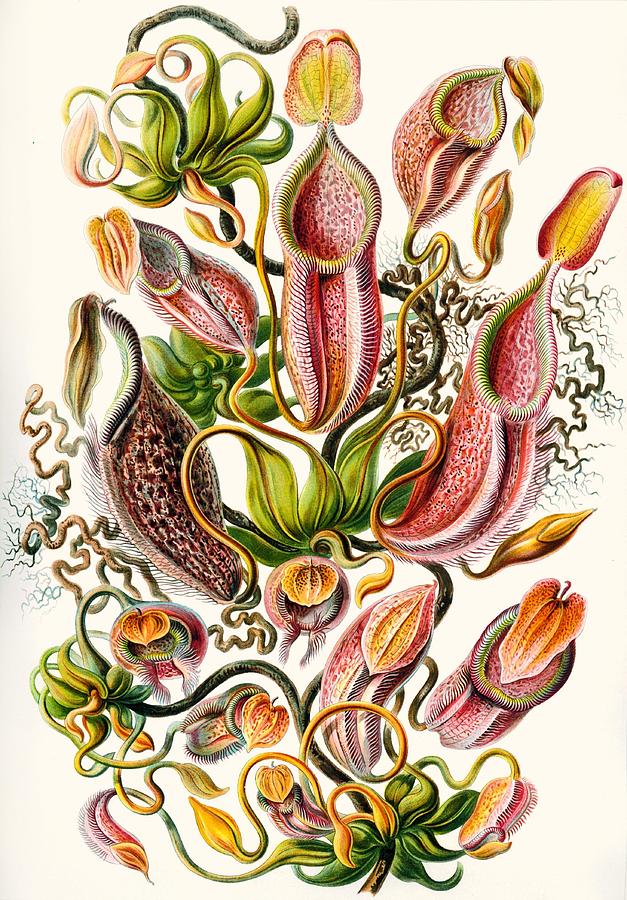 A Collection Of Nepenthaceae Drawing by Ernst Haeckel