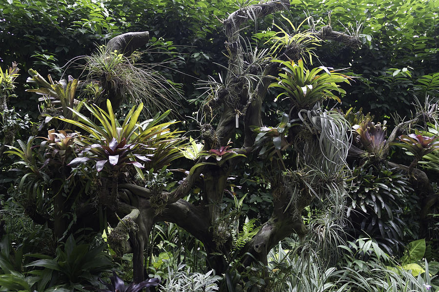 Tree Photograph - A collection of plants inside the National Orchid Garden in Singapore by Ashish Agarwal