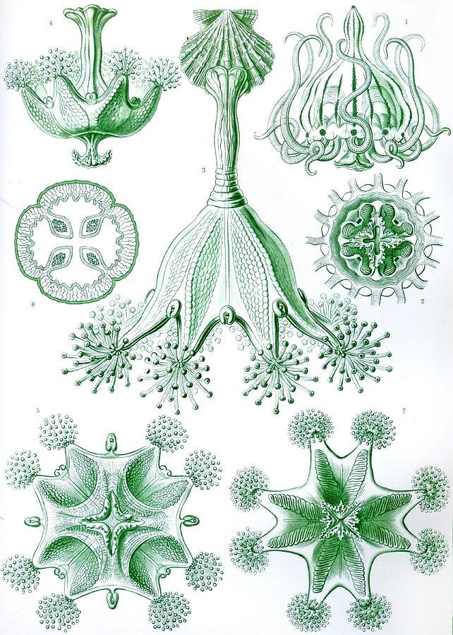 Animal Drawing - A Collection Of Stauromedusae by Ernst Haeckel