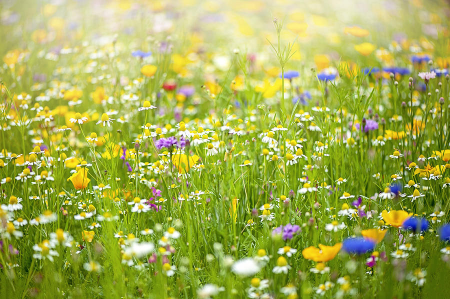 A collection of wildflowers in a meadow in the hazy summer sunshine Photograph by Jacky Parker Photography