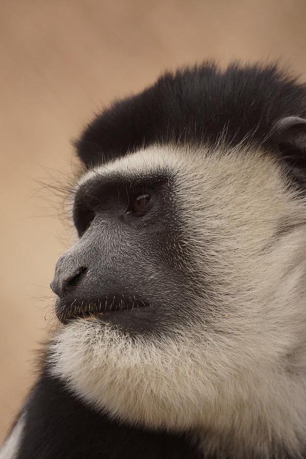 A Colobus Monkey Photograph by Ernest Echols