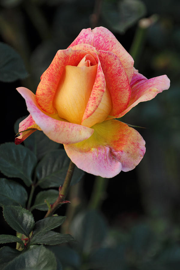A Colombian Rose Photograph by Theo O Connor A Colombian Rose Photograph by Theo O Connor