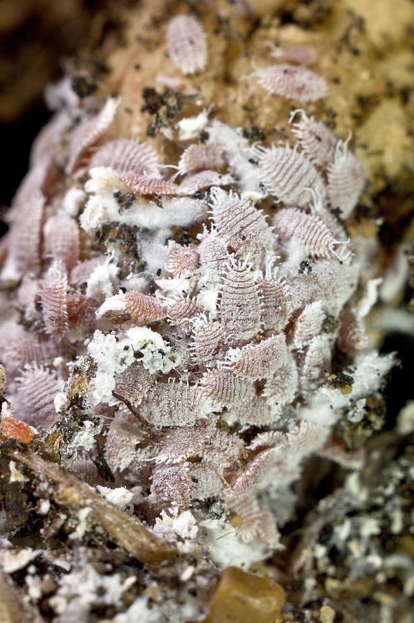 A Colony Of Root Mealybugs (rhizoecus) By Dr Jeremy Burgess