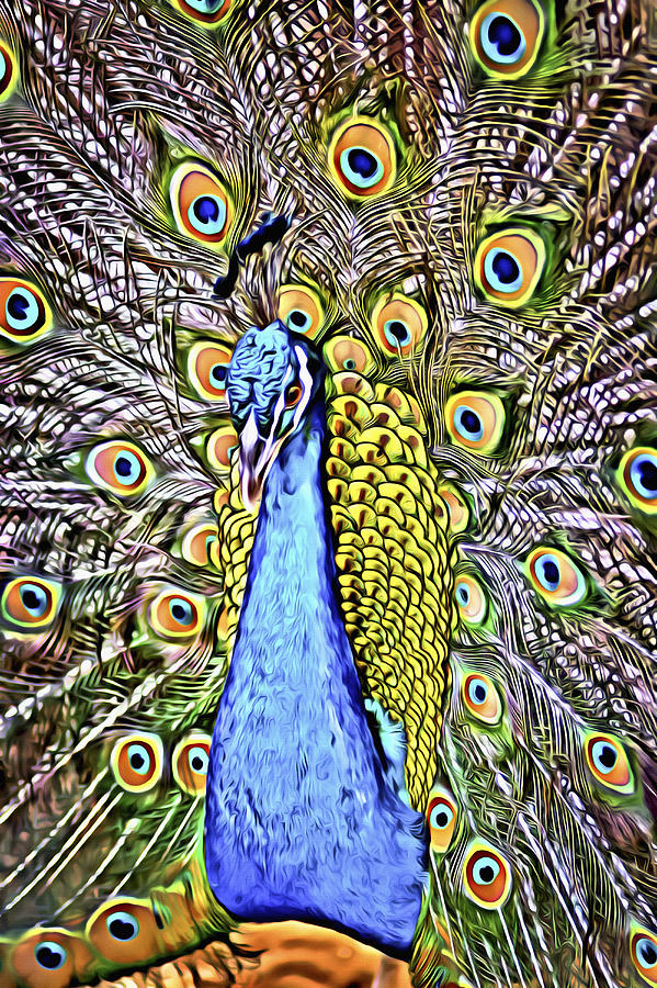 A Colorful Peacock Display Digital Art